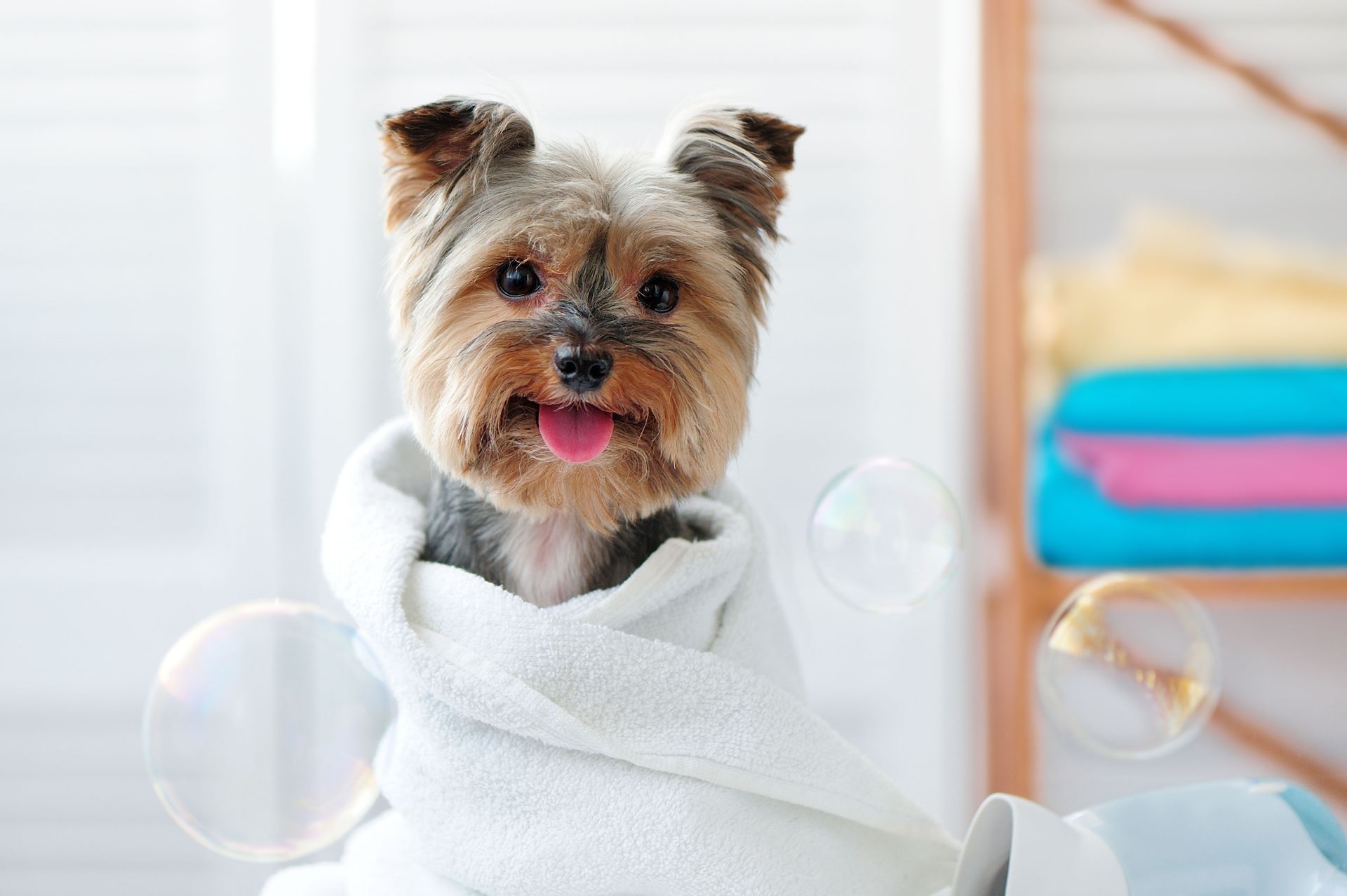 Furry Land mobile grooming van serving Central PA pet owners